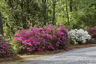 2340 Ashley River Rd, Charleston, SC 29414 - Photo 8