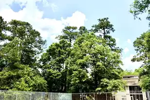 7818 Racquet Rd, North Charleston, SC 29418 - Photo 48