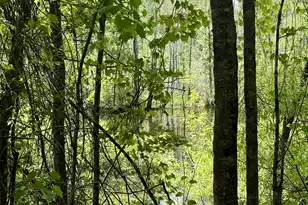 337 Weathers Farm Rd, Bowman, SC 29018 - Photo 60