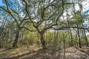 4107 Davison Rd, Ravenel, SC 29470 - Photo 32