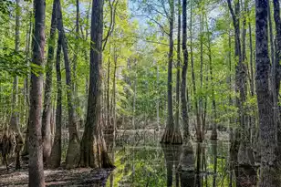 11481 Voorhees Rd, Denmark, SC 29042 - Photo 2