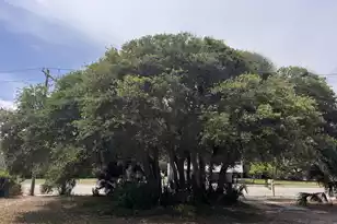 1904 Palmetto Blvd, Edisto Island, SC 29438 - Photo 58