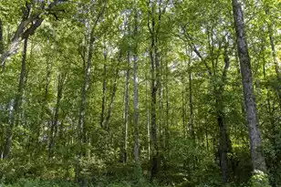 0 Botany Slopes Rd, Piedmont, SC 29673 - Photo 14