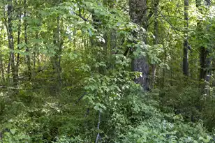 0 Botany Slopes Rd, Piedmont, SC 29673 - Photo 10