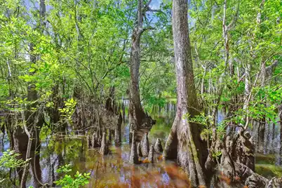 7089&7095 Parkers Ferry Road, Adams Run, SC 29426 - Photo 86