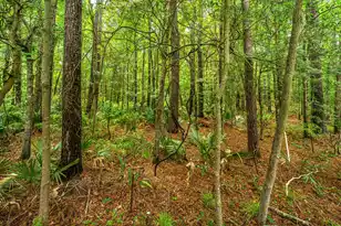 3676 Bagley Dr, Mount Pleasant, SC 29466 - Photo 32