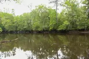 5451 Wire Rd, Branchville, SC 29432 - Photo 28