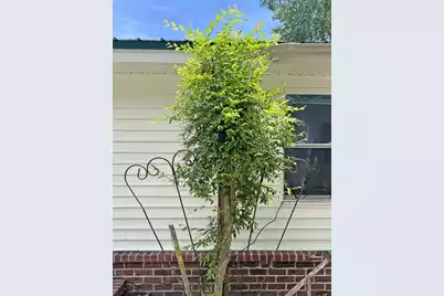 113 Winter Street, Eutawville, SC 29048 - Photo 54