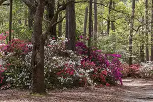 205 Holly Inn Rd, Summerville, SC 29483 - Photo 76