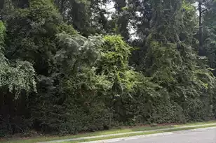 131 Highwoods Plantation Ave, Summerville, SC 29485 - Photo 40