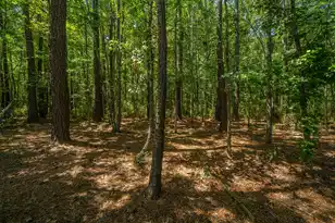 2080 Kings Gate Ln, Mount Pleasant, SC 29466 - Photo 34
