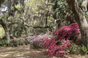 1513 Hwy 174, Edisto Island, SC 29438 - Photo 76