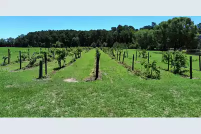 701 Truluck Vineyard Road, Lake City, SC 29560 - Photo 44