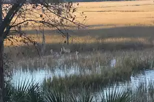 8840 Marsh Aire Ln, Edisto Island, SC 29438 - Photo 16