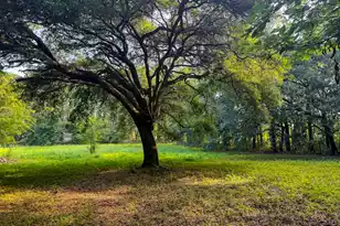 0 Hope Plantation Ln, Jacksonboro, SC 29452 - Photo 18