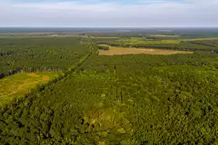 0 Hope Plantation Ln, Jacksonboro, SC 29452 - Photo 58