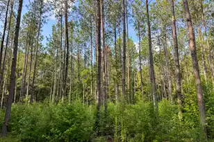 0 Hope Plantation Ln, Jacksonboro, SC 29452 - Photo 38
