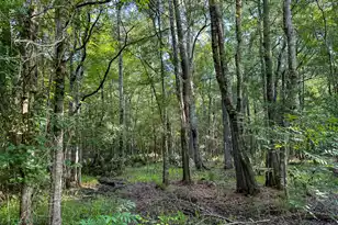 0 Hope Plantation Ln, Jacksonboro, SC 29452 - Photo 44