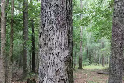 00 4 Holes Road, Orangeburg, SC 29115 - Photo 18
