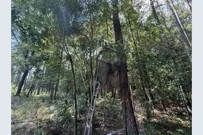 0000 Log Cabin Lane, Smoaks, SC 29481 - Photo 4