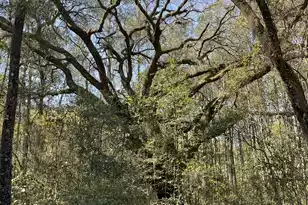 Lot #2 Old Military Rd, Adams Run, SC 29426 - Photo 1