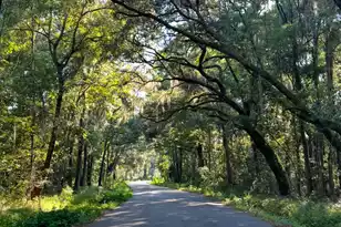 8361 Shell House Rd, Edisto Island, SC 29438 - Photo 1