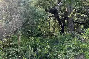 Tbd Black Ave, Bamberg, SC 29003 - Photo 1