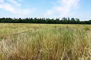 1 Us-15, Saint George, SC 29477 - Photo 1