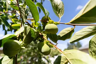 1108 N Hadley Rd, Newberg, OR 97132 - Photo 40