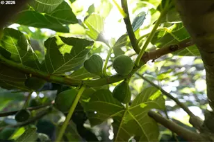 1108 N Hadley Rd, Newberg, OR 97132 - Photo 38