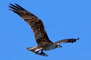 34326 Johnson's Landing Rd, Scappoose, OR 97056 - Photo 38