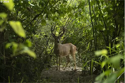 485 Brown St, Glide, OR 97443 - Photo 40