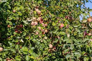 13172 Gaffney Ln, Oregon City, OR 97045 - Photo 40