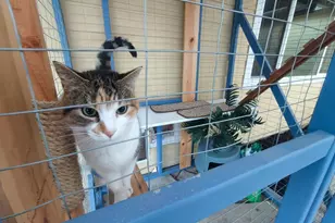 13414 NW Indian Spring Dr, Vancouver, WA 98685 - Photo 26