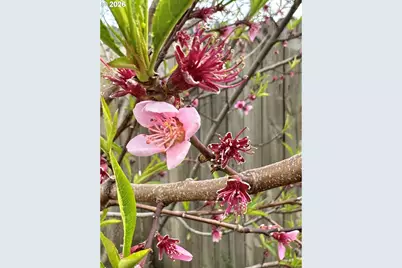 369 S 10th St, Coos Bay, OR 97420 - Photo 40