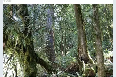 00 Stian Smith Rd., Coos Bay, OR 97420 - Photo 8