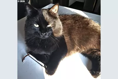 153 SE James St, Camas, WA 98607 - Photo 8