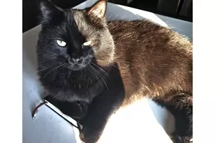 153 SE James St, Camas, WA 98607 - Photo 8