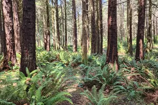93204 Cemetery Loop Rd, Port Orford, OR 97465 - Photo 4