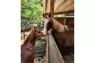 45235 SE Coalman Rd, Sandy, OR 97055 - Photo 48