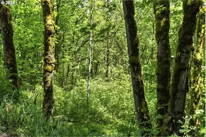 Lewisville Hwy, Yacolt, WA 98675 - Photo 10