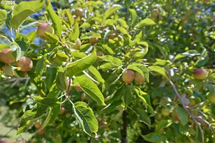 885 E 10th St, Coquille, OR 97423 - Photo 42