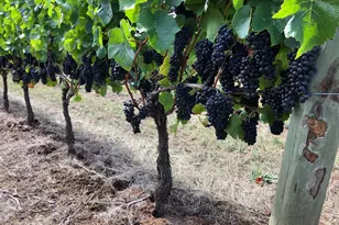 7820 SE Amity Rd, Amity, OR 97101 - Photo 8