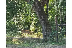 524 Azalea Dr, Elkton, OR 97436 - Photo 46