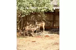 27655 Riggs Hill Rd, Foster, OR 97345 - Photo 24
