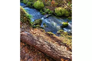 49220 Mountain View Rd, Oakridge, OR 97463 - Photo 10