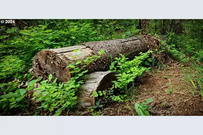 49220 Mountain View Rd, Oakridge, OR 97463 - Photo 8