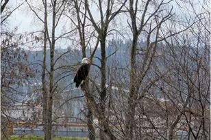 2158 S River Rd, Kelso, WA 98626 - Photo 24