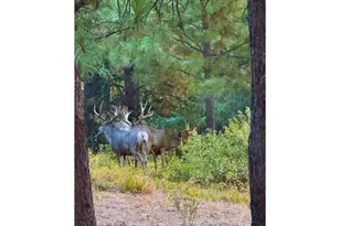 62924 Wolf Creek Ln, North Powder, OR 97867 - Photo 8