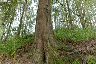 51298 Myrtle Creek Rd, Myrtle Point, OR 97458 - Photo 22